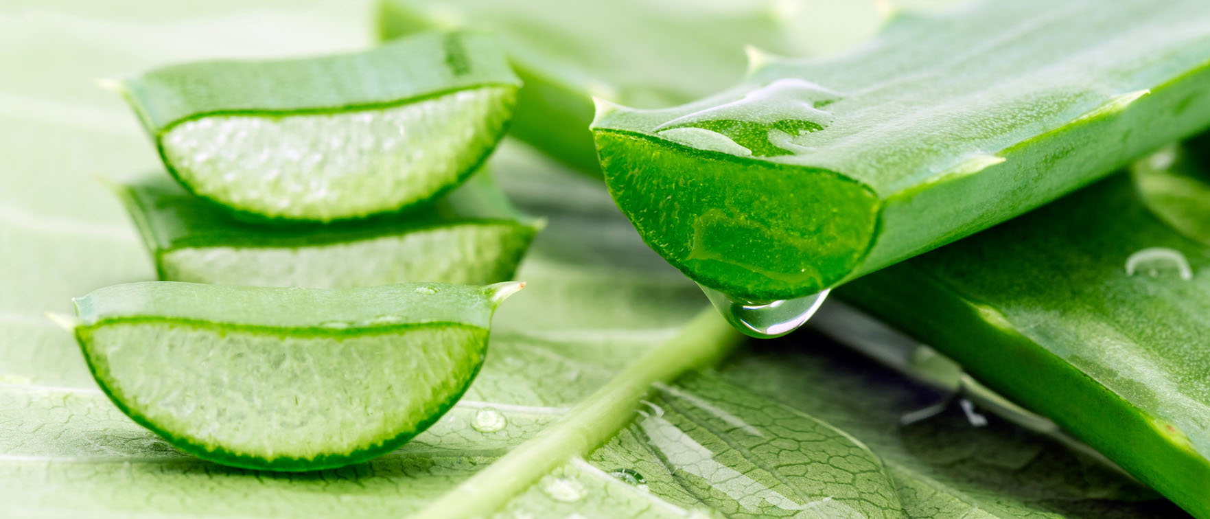 Aloe Vera Gel Test & Vergleich 2026 - die besten Produkte