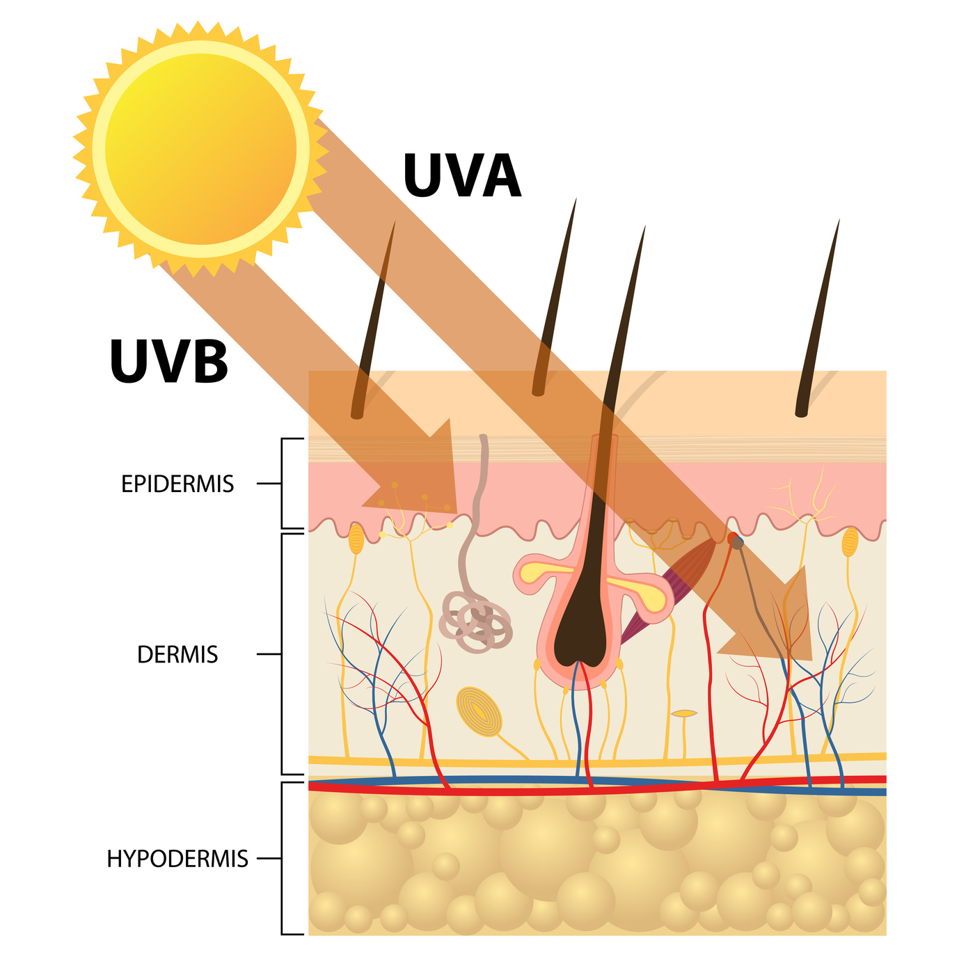 Под действием ультрафиолетовых лучей у человека появляется. Воздействие УФ на кожу. Воздействие УФ лучей на кожу.