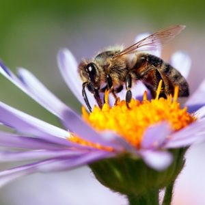 Bienengift