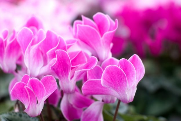 Die rosafarbenen Blüten des Alpenveilchens