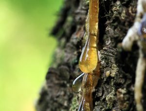 elemi baumharz