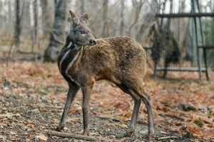 moschustier im wald