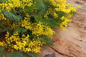 Mimose mit Blüten auf dem Tisch