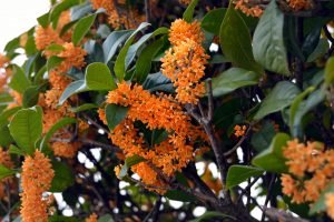 osmanthus mit organgefarbenen blueten