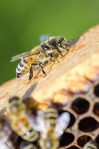 bienen kitten waben mit propolis