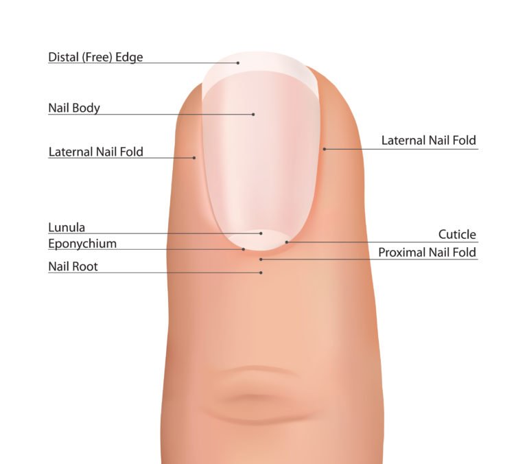 Nagelwachstum beschleunigen: Mit diesen Tipps wachsen Nägel schneller!